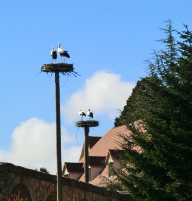 Storchenpaare in ihrem Nest Storchenpaare in ihrem Nest