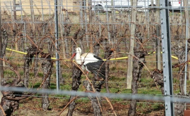 Ein Storch bei seinem Spaziergang