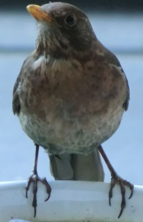 Guckst!l Guckst!l