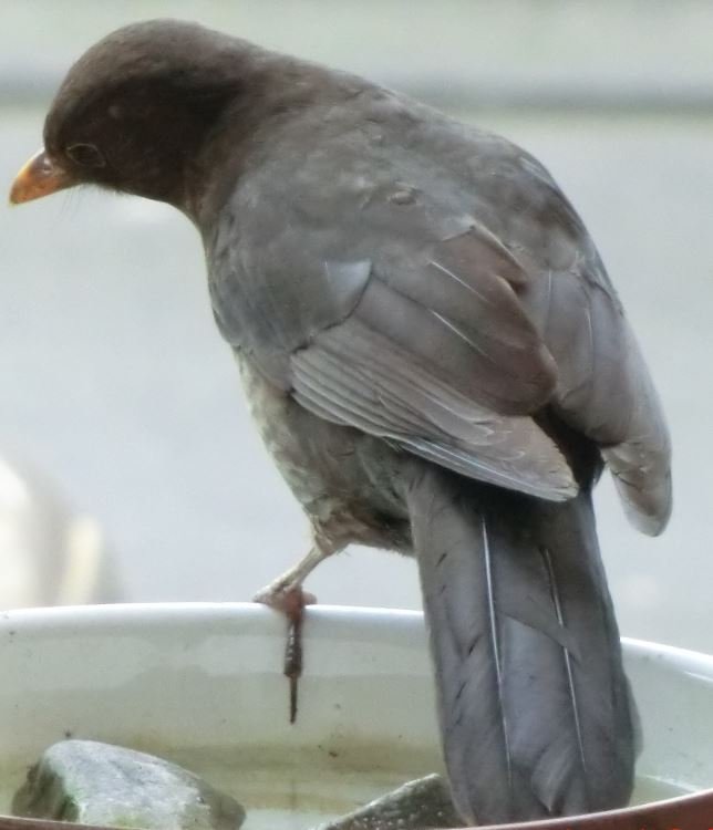 Die Amsel.l Die Amsel.l