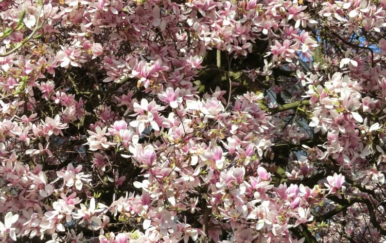 Magnolien (Magnolia) Magnolien (Magnolia)