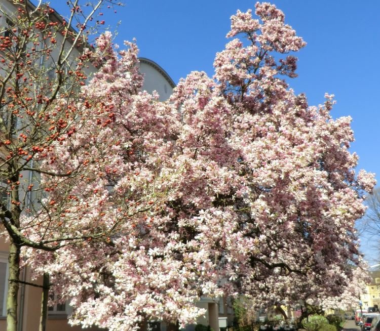 Der schönste Baum in unserer Straße