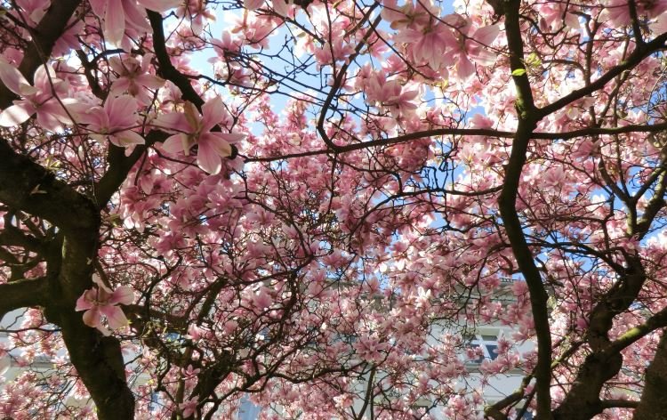 Über den Baum freue ich mich jedes Jahr.