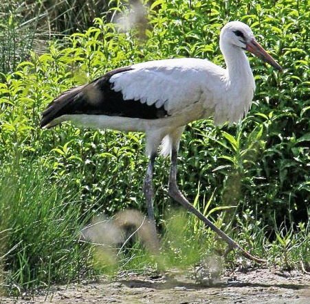 Ein hübscher Storch Ein hübscher Storch