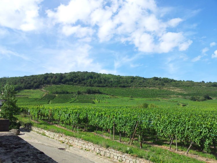 Blick von Saint-Hippolyte zu den Vogesen