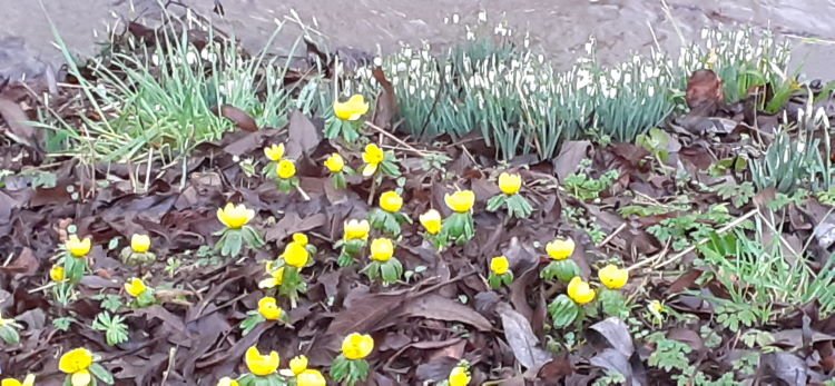 Blühendes im Monat Januar (Von Costanza zur Verfügung gestellt) Blühendes im Monat Januar (Von Costanza zur Verfügung gestellt)