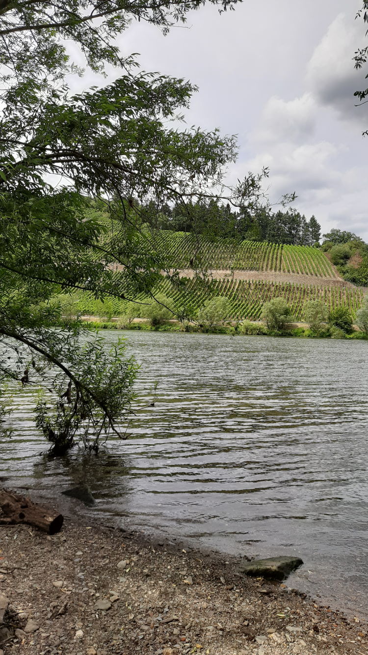 Die Mosel bei Mühlheim an der Mosel