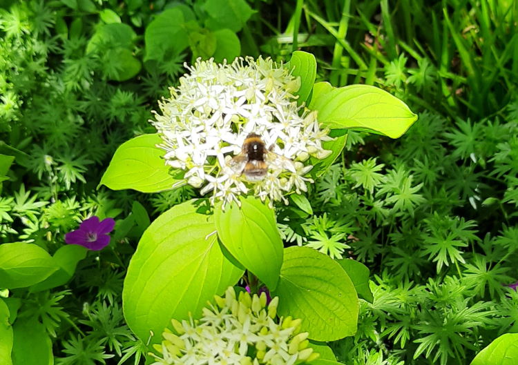 Blüte mit einer dicken Hummel