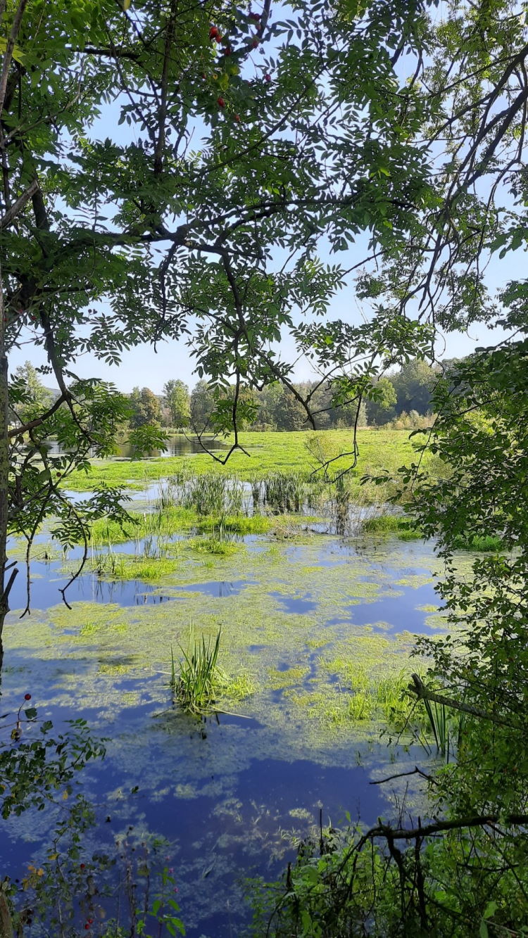 Die Oesewiesen in Menden (Sauerland)