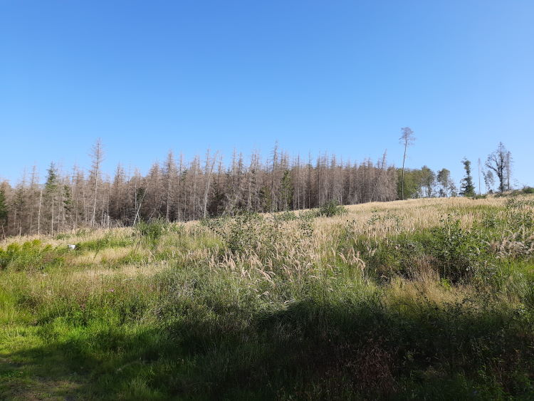 Ein abgestorbener Wald im Sauerland