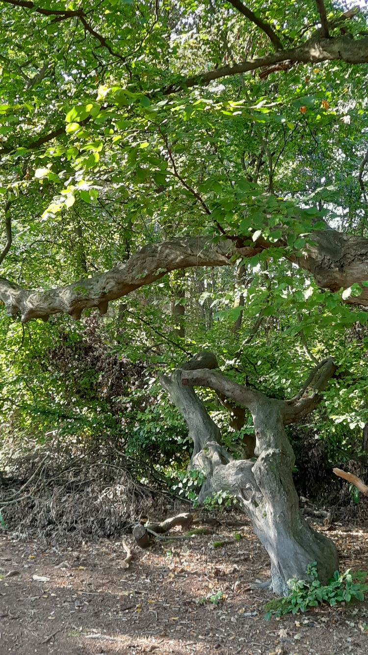 Ein Stück verwunschener Wald