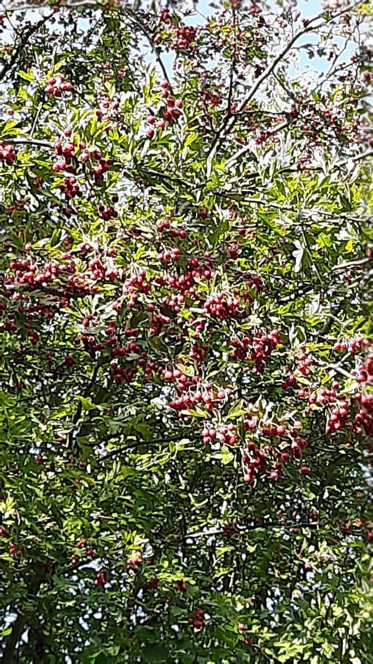 Ein wunderschöner Baum im Monat September Ein wunderschöner Baum im Monat September