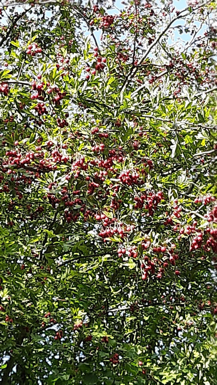 Ein wunderschöner Baum im Monat September