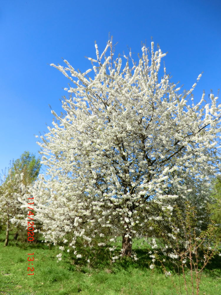 Wunderschön blühender Kirschbaum