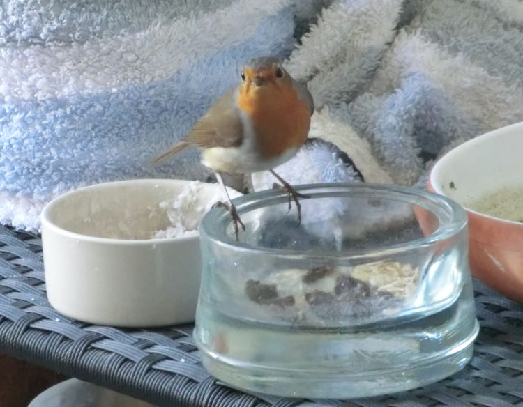 Ein Rotkehlchen genießt sein Futter Ein Rotkehlchen genießt sein Futter