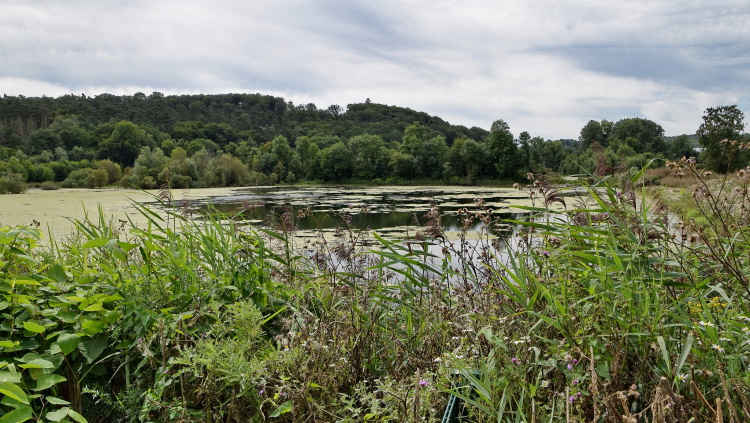 Ein kleiner Teich in Nordrhein-Westfalen