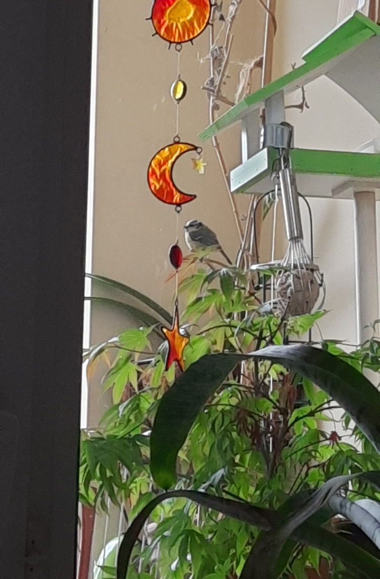 Die kleine Meise auf dem Balkon Die kleine Meise auf dem Balkon