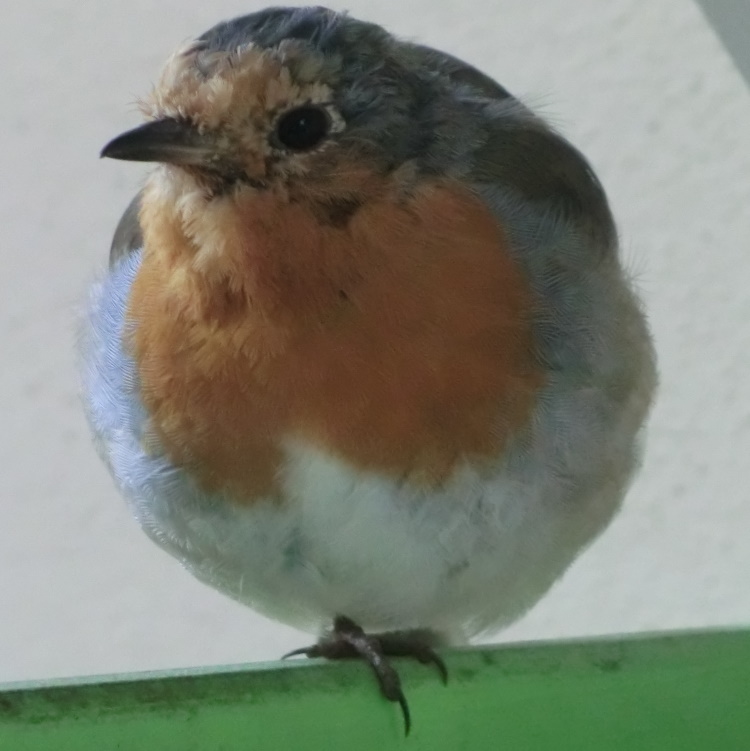 Rotkehlchen: Vogel des Jahres 2021 Rotkehlchen: Vogel des Jahres 2021
