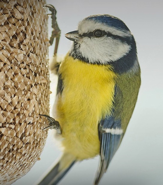 Bitte helft den Eltern der Jungvögel bei der Fütterung!