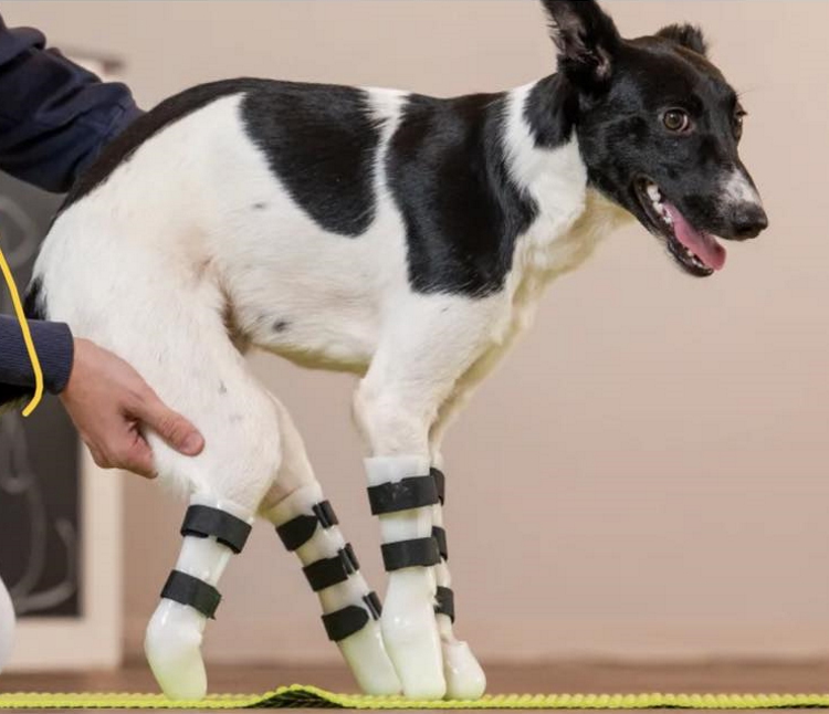 Hoffentlich kannst Du bald wieder herumtollen. Hoffentlich kannst Du bald wieder herumtollen.