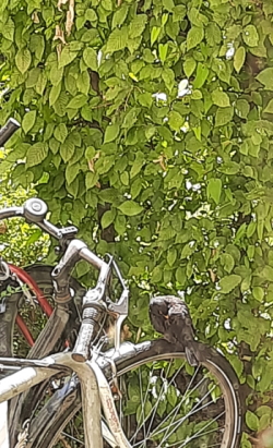Ein Amselmann läßt es sich auf dem Fahrradreifen gut gehen. Ein Amselmann läßt es sich auf dem Fahrradreifen gut gehen.