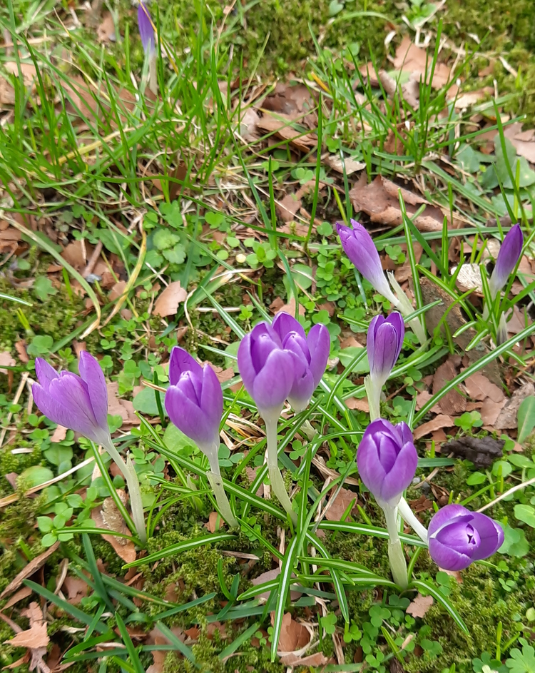 Gefunden im Februar 2023 auf einer Wiese.